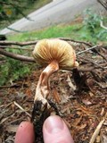 Gymnopilus luteofolius image