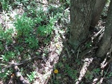 Humidicutis marginata var. concolor image