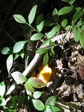 Humidicutis marginata image