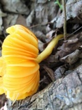 Humidicutis marginata image