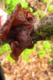 Exidia recisa image