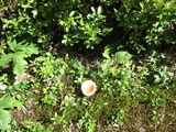 Lactarius volemus image