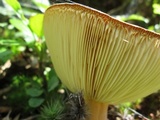 Lactarius volemus image