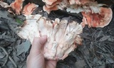 Laetiporus cincinnatus image