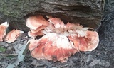 Laetiporus cincinnatus image