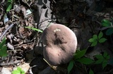 Tylopilus violatinctus image