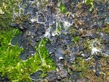 Leptochidium albociliatum image