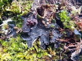 Leptochidium albociliatum image