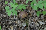 Tylopilus rubrobrunneus image