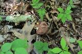 Tylopilus rubrobrunneus image