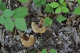 Tylopilus rubrobrunneus image