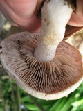 Hebeloma crustuliniforme image