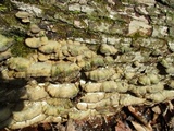 Bjerkandera adusta image