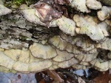 Bjerkandera adusta image