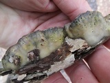 Bjerkandera adusta image
