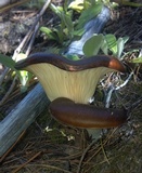 Hohenbuehelia petaloides image