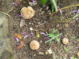 Hebeloma crustuliniforme image