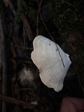 Microporus affinis image