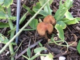Panaeolus cinctulus image