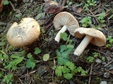 Inocybe chelanensis image