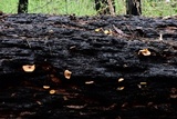 Chrysomphalina chrysophylla image