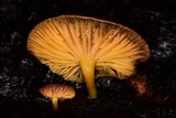 Chrysomphalina chrysophylla image