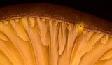 Chrysomphalina chrysophylla image