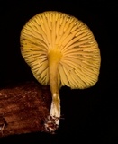 Chrysomphalina chrysophylla image