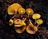 Chrysomphalina chrysophylla image