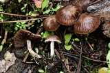 Psathyrella pennata image