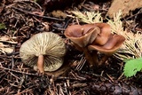 Clitocybe squamulosa image