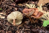 Clitocybe squamulosa var. montana image