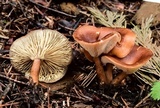 Clitocybe squamulosa var. montana image