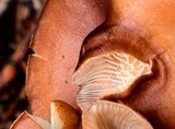 Clitocybe squamulosa var. montana image