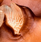 Clitocybe squamulosa var. montana image