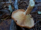 Lactarius vinaceorufescens image