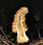 Morchella snyderi image