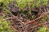 Coltricia confluens image