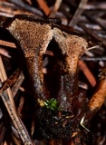 Coltricia confluens image