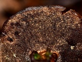 Coltricia confluens image