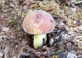 Boletochaete bicolor image
