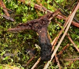 Coltricia confluens image