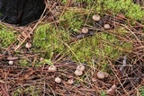 Psathyrella pennata image