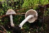 Psathyrella pennata image
