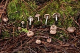 Psathyrella pennata image