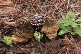 Morchella snyderi image
