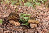Morchella snyderi image