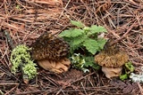 Morchella snyderi image
