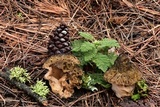 Morchella snyderi image