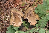 Morchella snyderi image